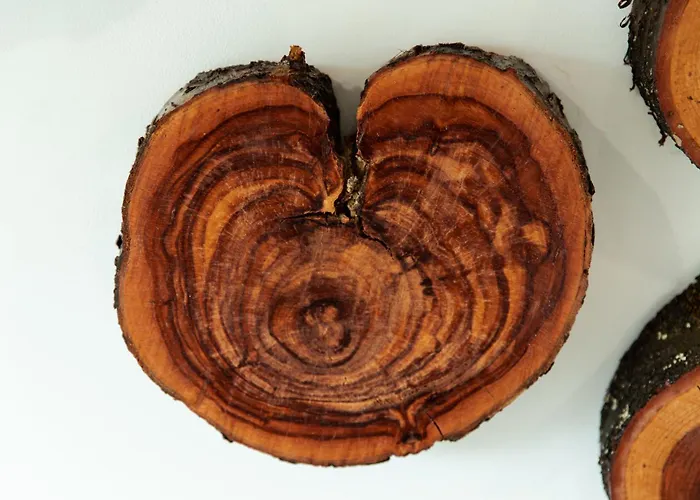 Oreh - орех ヴィラ *